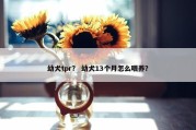幼犬tpr？ 幼犬13个月怎么喂养？