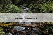 煮叶荔枝？ 荔枝煮水怎么煮？
