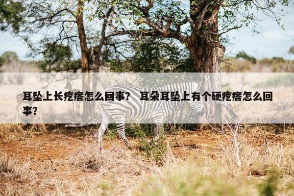 耳坠上长疙瘩怎么回事？ 耳朵耳坠上有个硬疙瘩怎么回事？