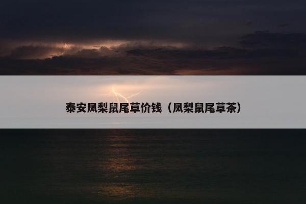 泰安凤梨鼠尾草价钱（凤梨鼠尾草茶）