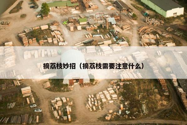 摘荔枝妙招（摘荔枝需要注意什么）