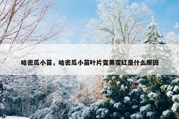 哈密瓜小苗，哈密瓜小苗叶片变黑变红是什么原因