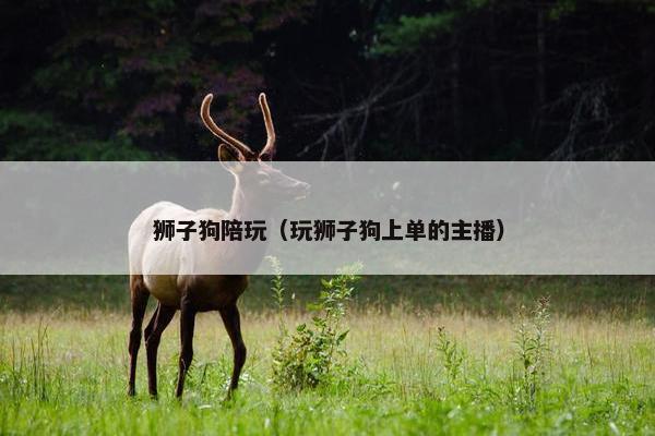 狮子狗陪玩（玩狮子狗上单的主播）