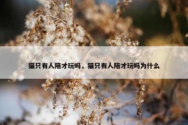 猫只有人陪才玩吗，猫只有人陪才玩吗为什么